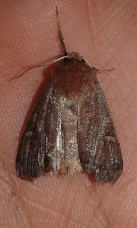 Noctuidae: Xestia xanthographa? S